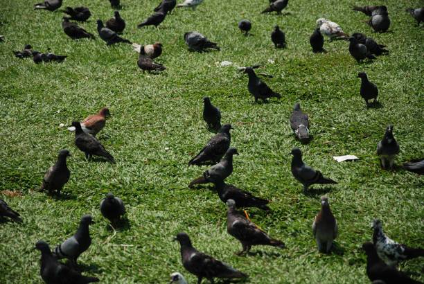 Black pigeons at the park in Phnom Penh Square