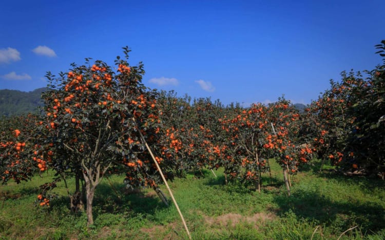 Dried Persimmon - A Da Lat’s Delicacy