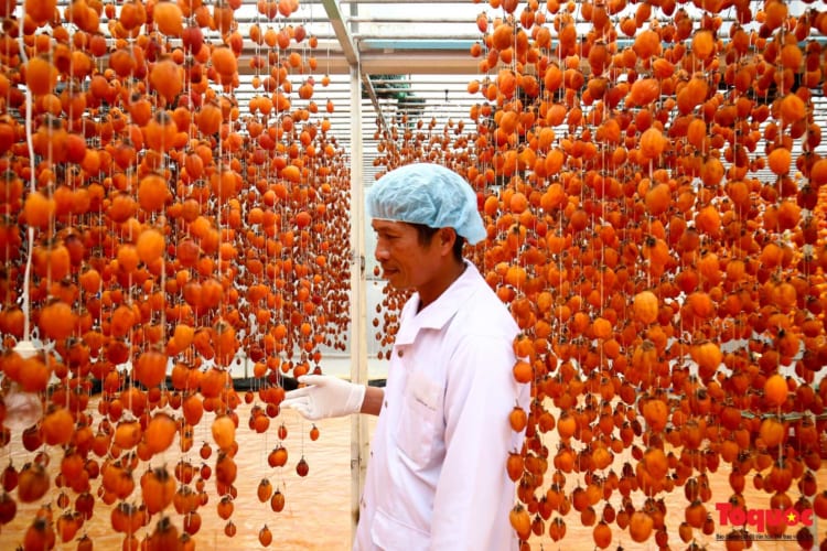 Locals are harvesting dried persimmons