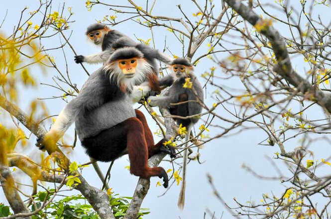 Rare brown-shanked douc langur at Son Tra Peninsula