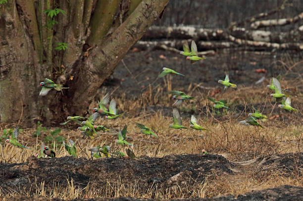 Red-breasted Parakeet and Blossom-headed Parakeet flock flying around recently burnt area in That Boey, Cambodia