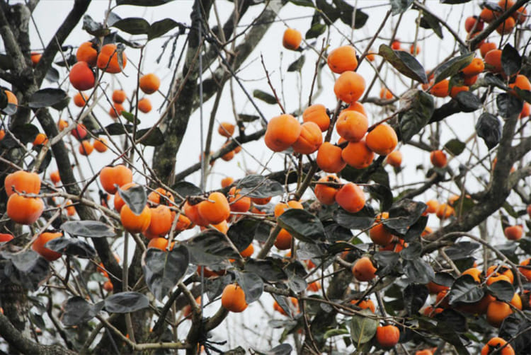 The best time to harvest Dalat Persimmon is from late October to November