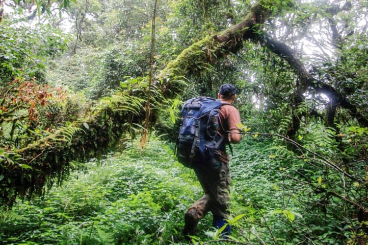 Tourist trekking through Nam Et-Phou Louey National Park