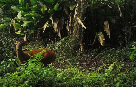 diverse flora and fauna in laos