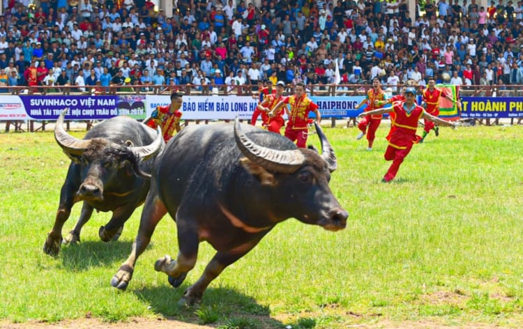 Buffalo Fighting Festival