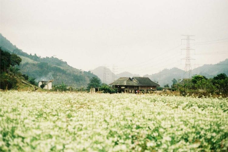 Mustard flowers are flooded on both sides of the road leading to Pa Phach village between rocky mountains.