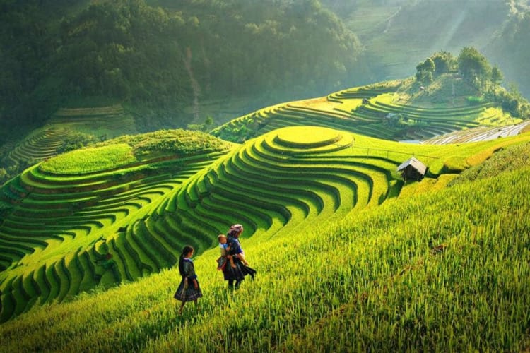 The golden rice season in Mu Cang Chai