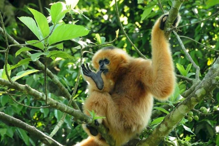 black-and-white-breasted langur