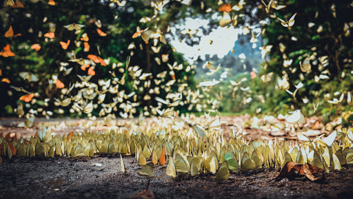 butterfly hunting Cuc Phuong National Park