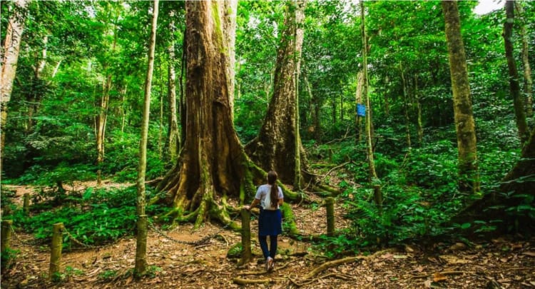 Cuc Phuong National Park jungle