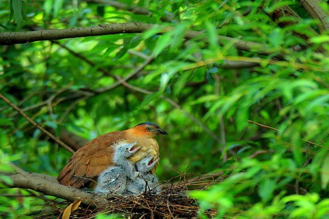 reserved bird at cuc phuong national park