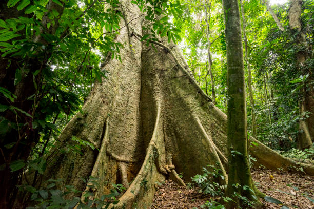 The gigantic tree in Cuc Phuong National Park