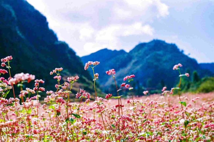 Buckwheat Flower Season in Ha Giang Plateau