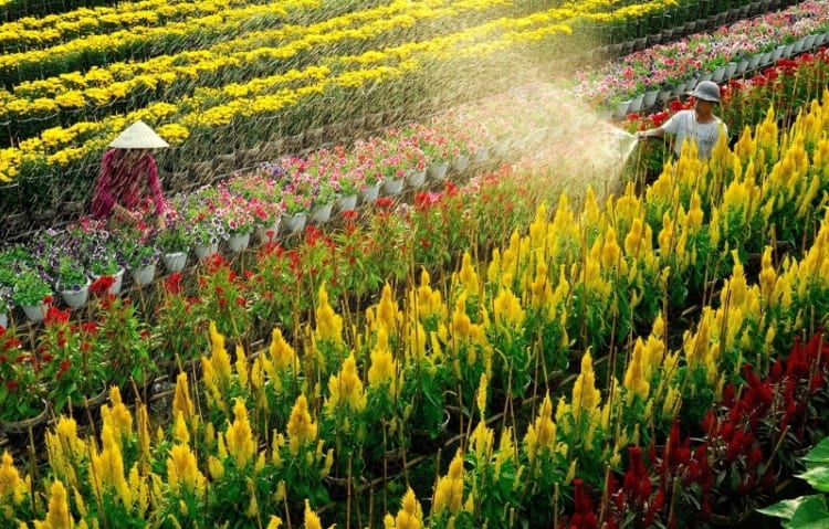 Sa Dec Flower Festival 2024 - Lua Viet Tours 