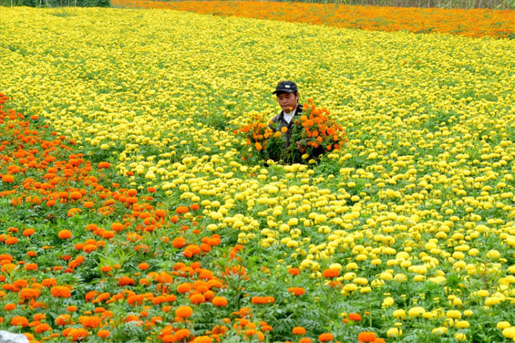 Sa Dec Flower Festival - Lua Viet Tours 