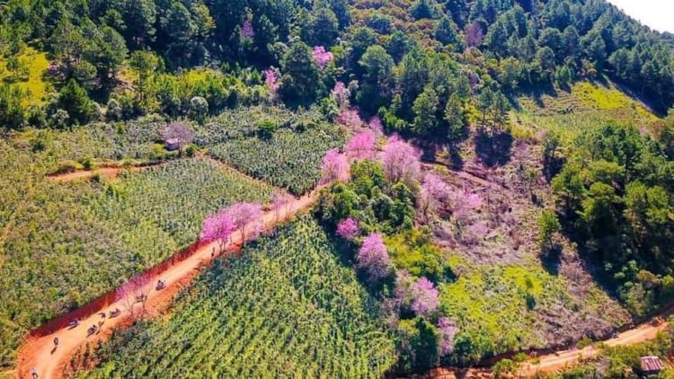 Surrounded by people’s houses at the foot of the mountain, this is a very suitable place to capture beautiful shooting angles in the pink shade of peach blossom trees.