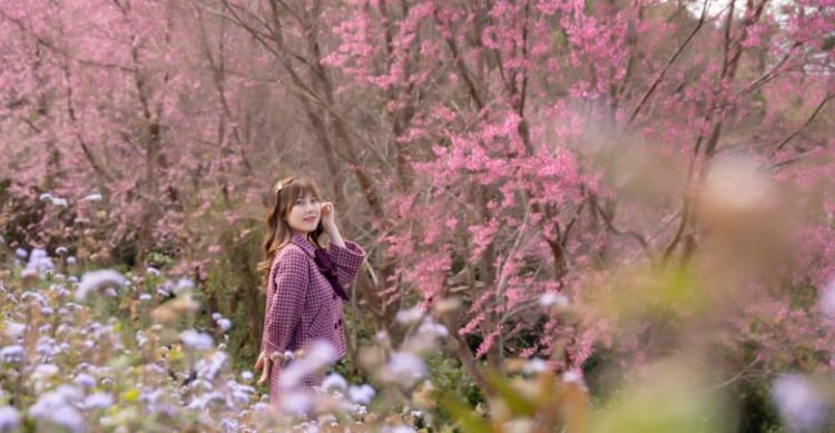 The pink flowers on Mong Doi Nguyen highlight a corner of the forest.