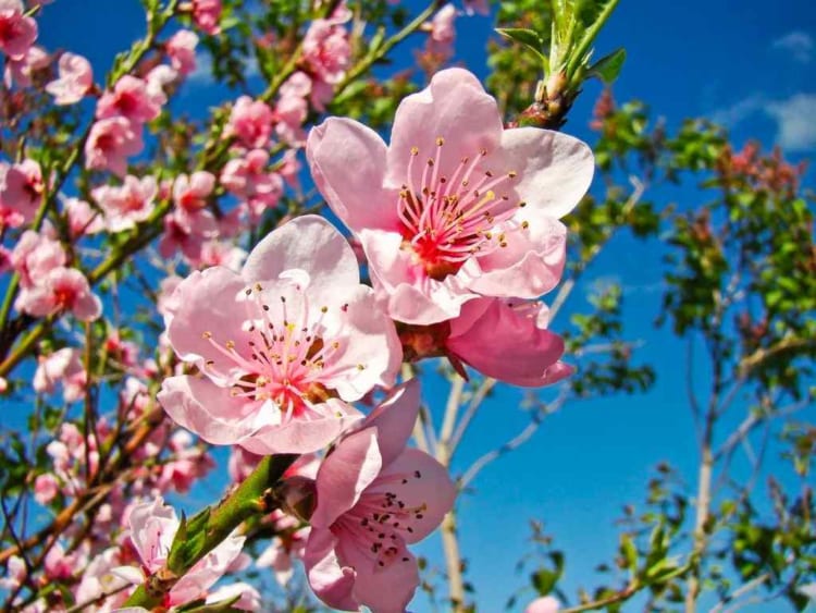 The signature of the North is Peach Blossom, whereas branches of the flowers are tied up and sell on the streets.