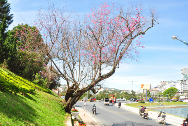 You don’t have to go too far from the city center to catch beautiful moments of Cherry Blossoms.