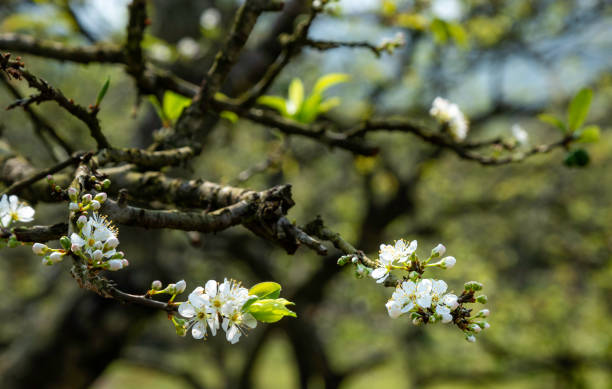 Beautiful white plum flowers in Moc Chau