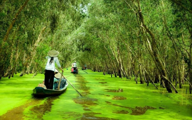 The beautiful landscape of Tra Su forest