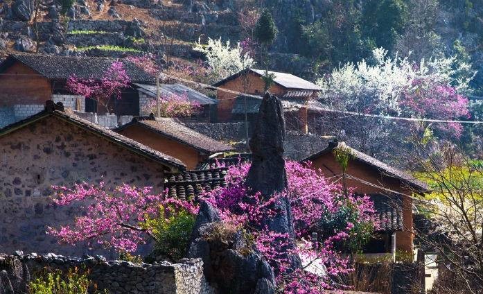 Blooming flowers in sapa