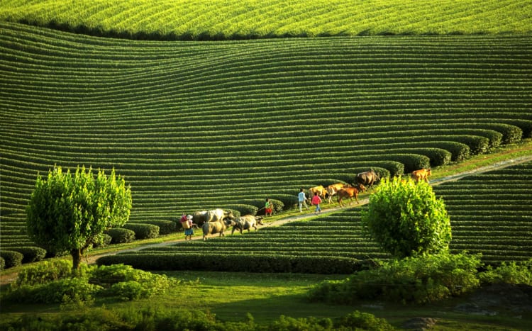 Moc Chau Tourism 