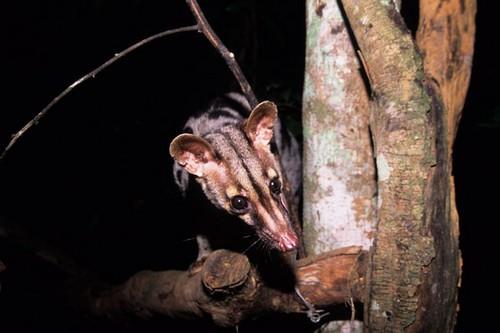 Seeing-wild-animals-in-the-night-of-Cuc-Phuong-National-Park