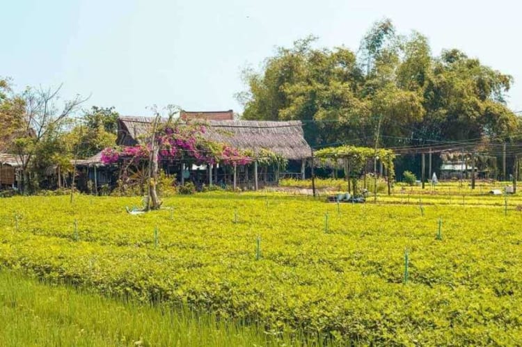 The rustic beauty of Tra Que Vegetable Village