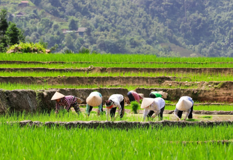 Farmers at Ha Giang are hardly working during harvest season