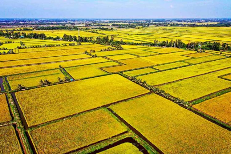 Flat rice fields at Mekong Delta region