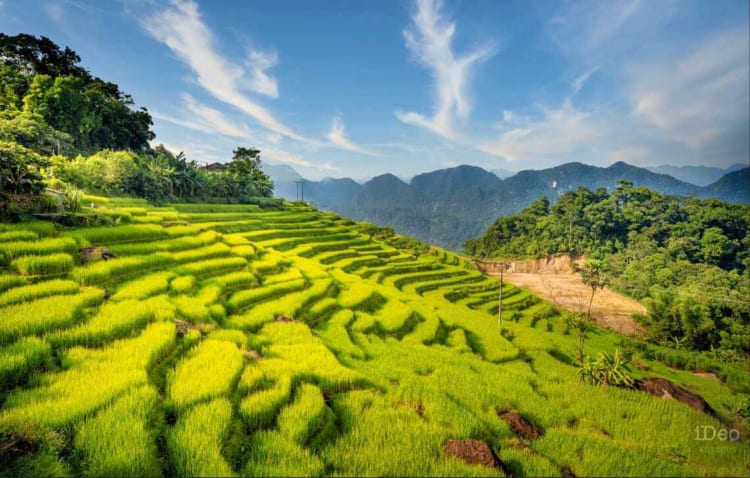 Pu Luong Rice Fields, Thanh Hoa