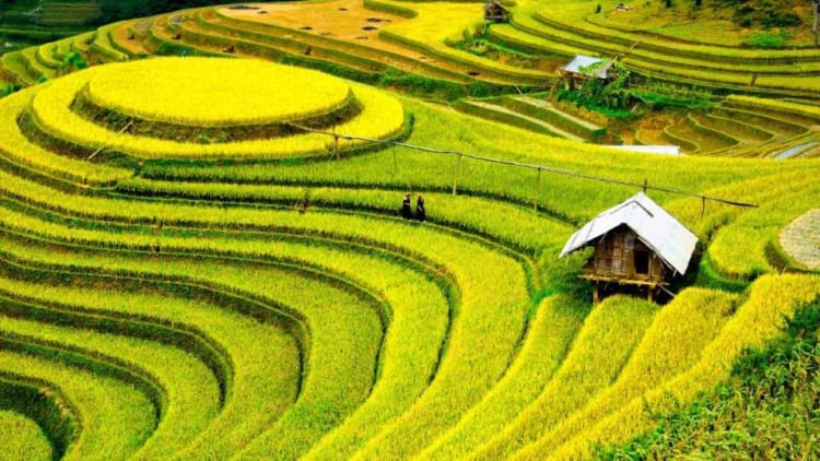 The beauty of Vietnam rice terraces