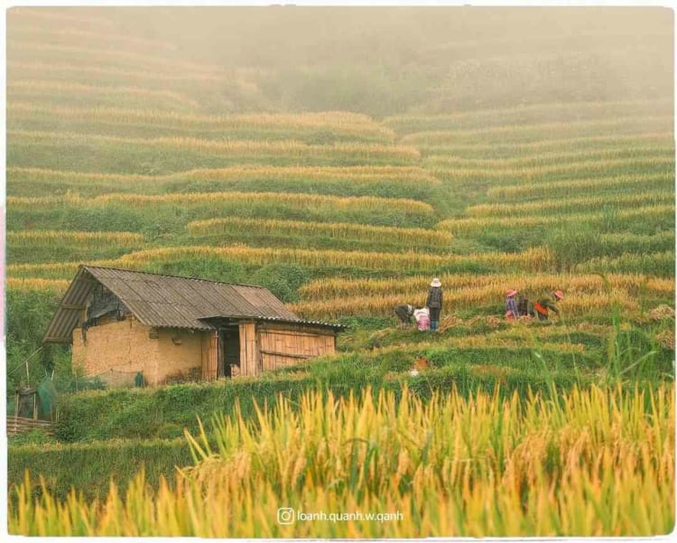 Y Ty Rice Terraces