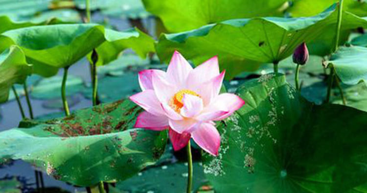 Lotus flower