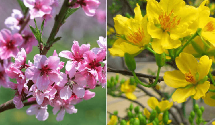 Peach blossoms and apricot blossoms