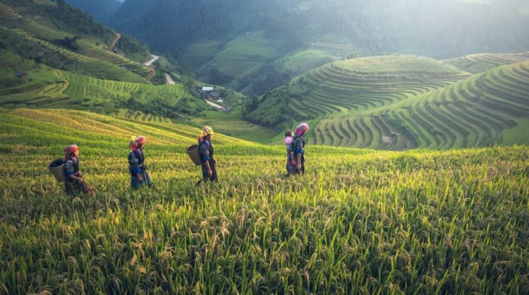 rice terrace in Sapa and local tribes