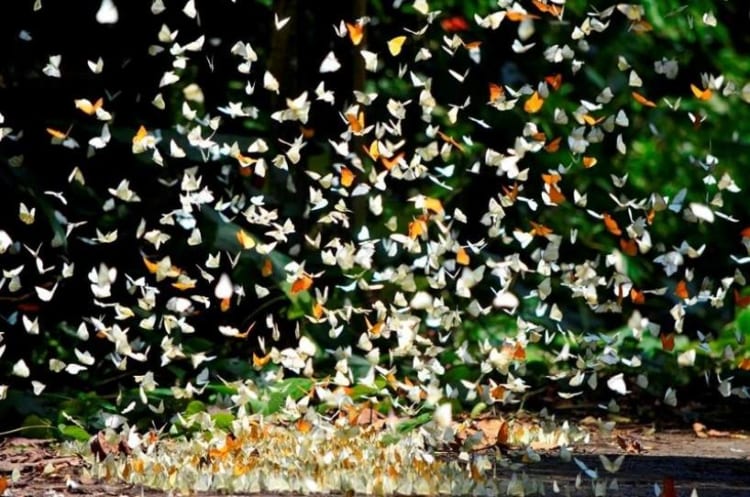 Butterfly season in Cuc Phuong National Park