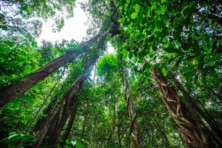 Mangrove forests, Phu Quoc National Park