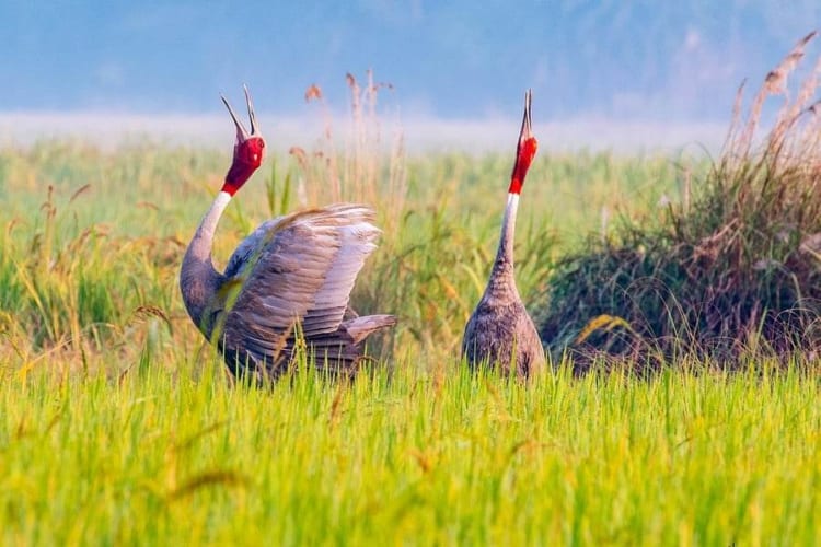 Tram Chim National Park is such a paradise for rare bird species